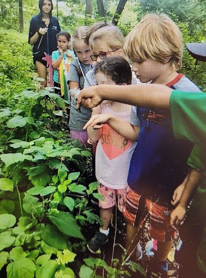 Little Ferns Nature Program